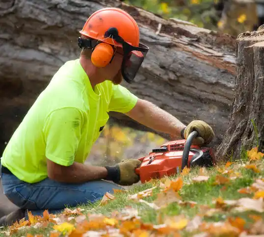 tree services Potterville